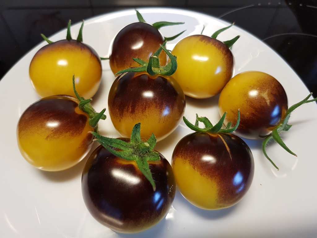 Bosque Blue Bumblebee